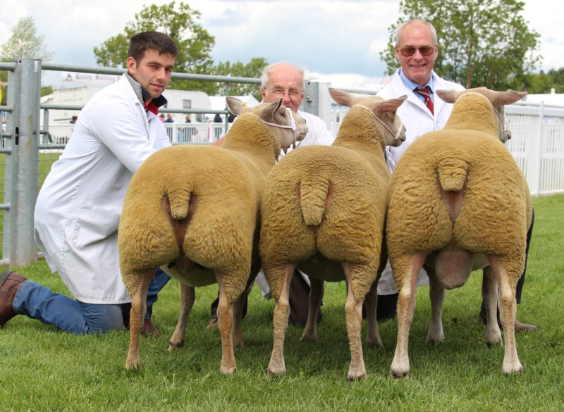 Interbreed Group of Three left to right - EDSTASTON MADISON 12TG00162, 14TG00340, ARBRYN OLAZABAL 14WRF00262